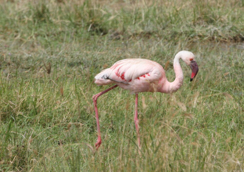 iNaturalist image