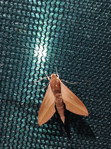 Levant Hawkmoth