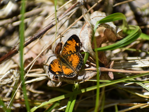 Pearl Crescent photographed in Rhode Island
