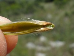 Avena sterilis