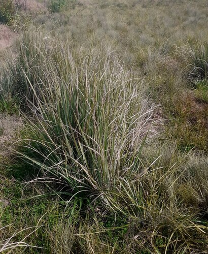 Paspalum quadrifarium, 2026-08-31
