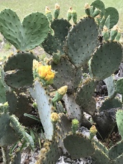 Opuntia pyrocarpa