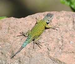 Sceloporus hondurensis