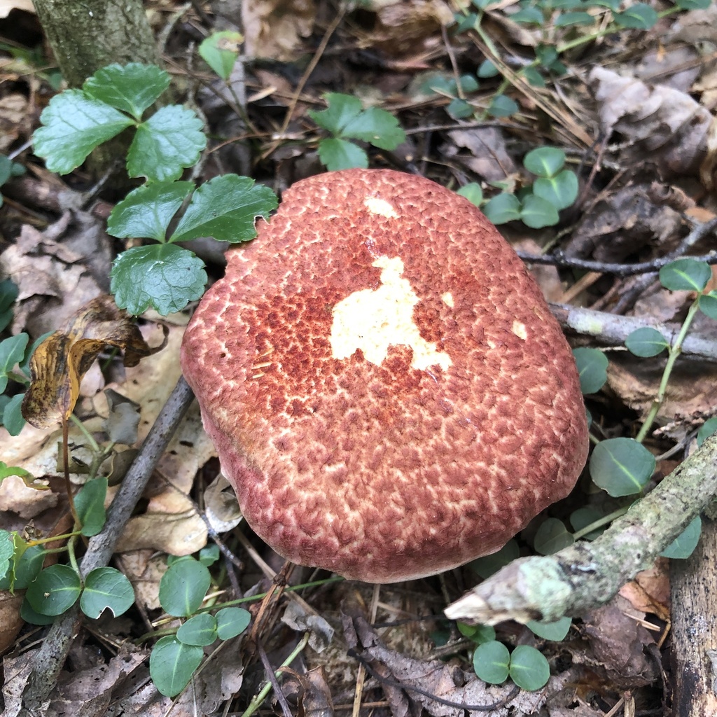 Painted Suillus · August 2026 · photo: Photo: (c) Andrew Conboy, some rights reserved (CC BY) · iNaturalist