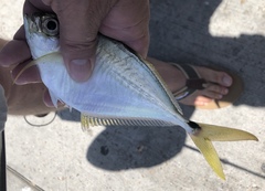 Chloroscombrus chrysurus