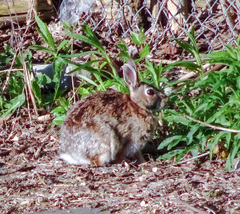 Sylvilagus floridanus