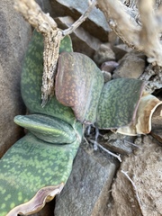 Gasteria disticha robusta