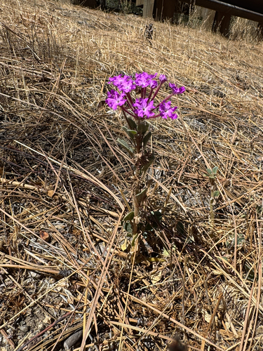 Abronia villosa, photograph 4