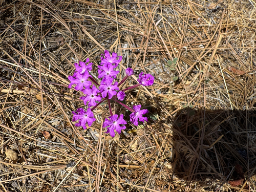 Abronia villosa, photograph 3
