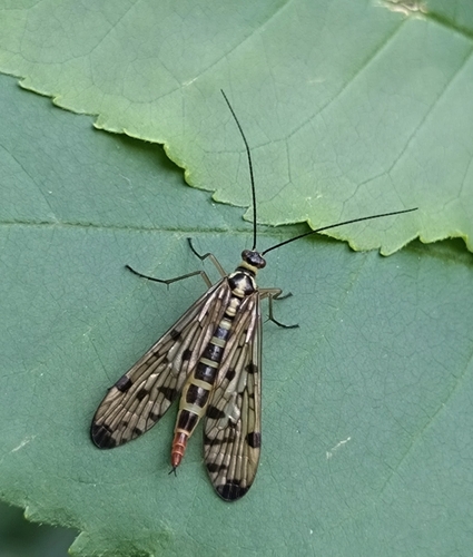 German Scorpionfly