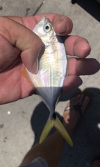 Chloroscombrus chrysurus