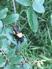 Laphria macquarti
