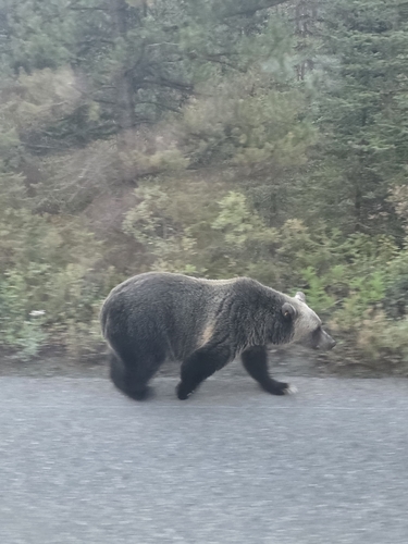Grizzly Bear sighting near Division No. 15
