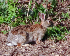 Sylvilagus floridanus