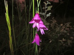 Gladiolus palustris