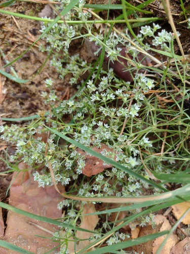 Scleranthus perennis