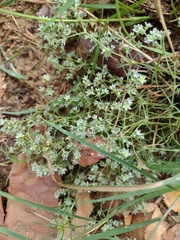 Scleranthus perennis