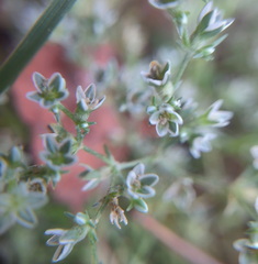 Scleranthus perennis, photograph (c) Bartosz Czołczyński, some rights reserved (CC BY)