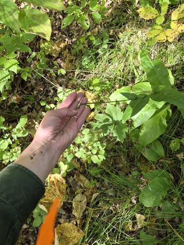 Northern Wild Comfrey