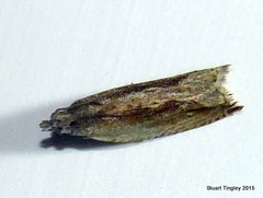 Ancylis goodelliana