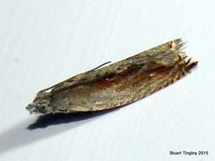 Ancylis goodelliana