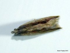 Ancylis goodelliana