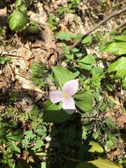 Callipetalon
