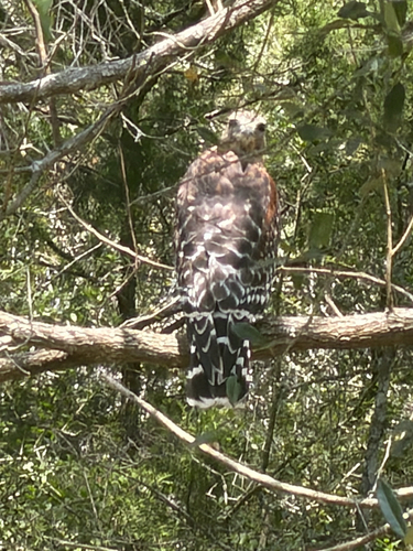 Red-shouldered Hawk