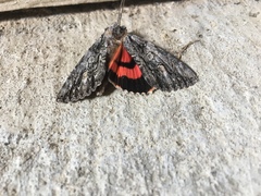 Catocala coccinata