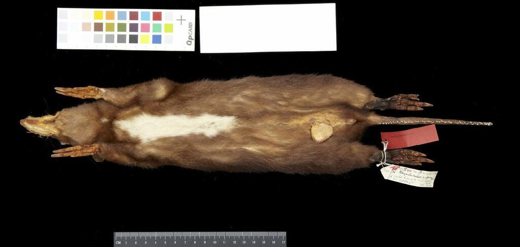 Ceram Island Long-nosed Bandicoot