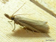 Peoria gematella