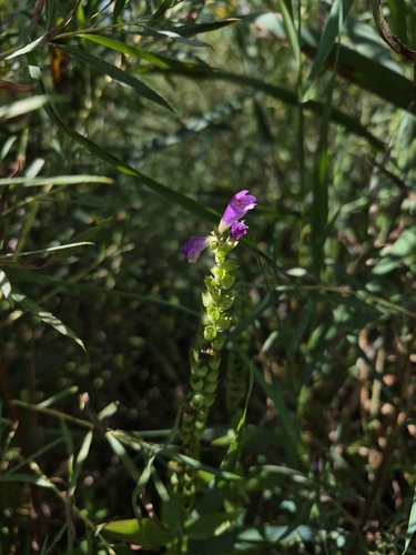 obedient plant