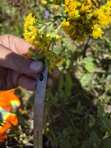 stiff-leaved goldenrod