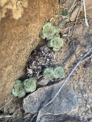 Crassula hemisphaerica