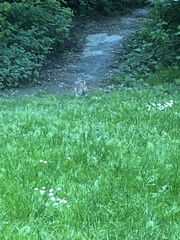 Sylvilagus floridanus