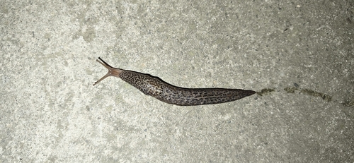 Leopard Slug