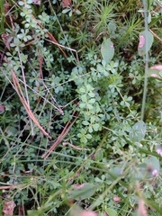 Galium saxatile, photograph (c) Bartosz Czołczyński, some rights reserved (CC BY)