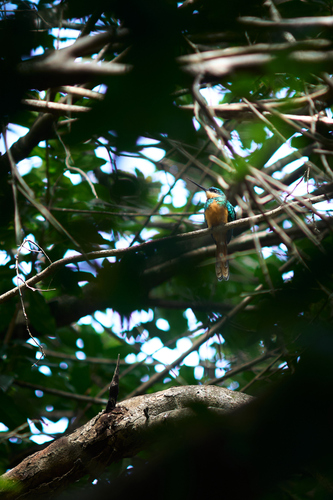 Rufous-tailed Jacamar