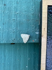 Chytolita morbidalis