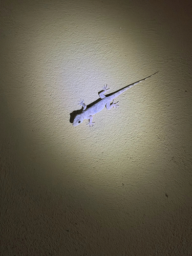Flathead Leaf-toed Gecko