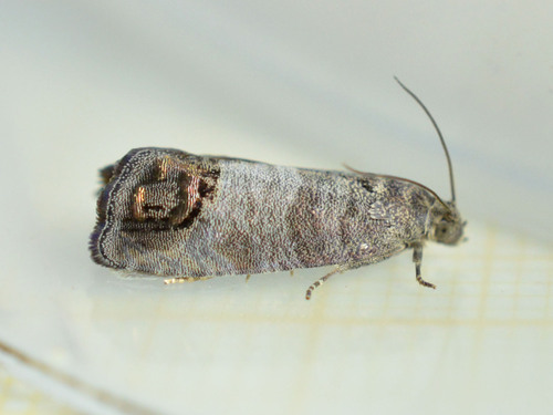 Codling Moth
