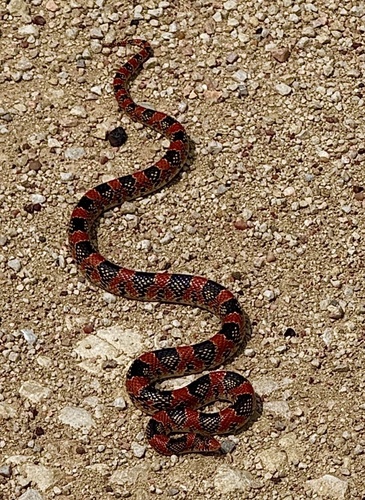 Long-nosed Snake