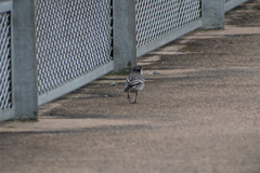 Motacilla alba alba