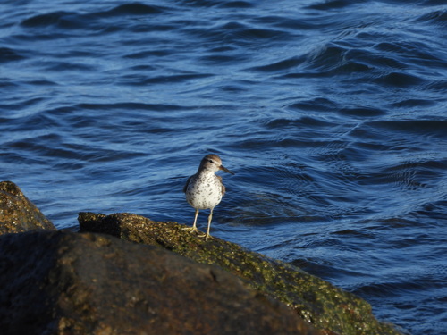 iNaturalist observation photo of Spotted Sandpiper