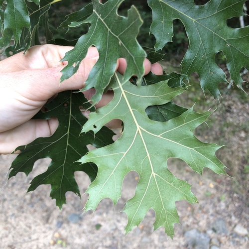 Quercus coccinea, photograph 6