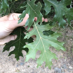 Quercus coccinea, photograph (c) Andrew Conboy, some rights reserved (CC BY)