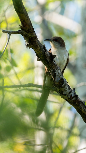 Black-billed Cuckoo observed by ritaclare