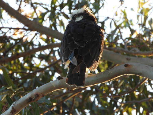 iNaturalist observation photo of Osprey