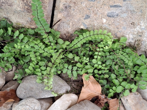 maidenhair spleenwort
