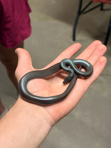 Cape Wolf Snake